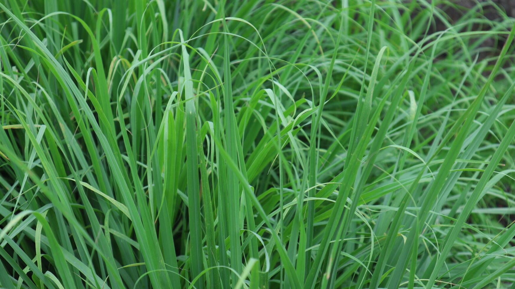 Fresh Lemongrass Growing in Lush Green Garden photo