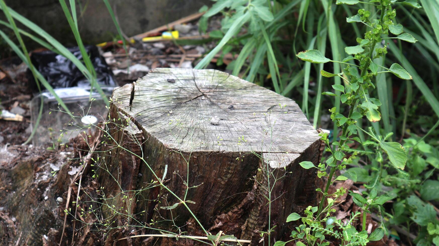 old tree stump in the forest photo