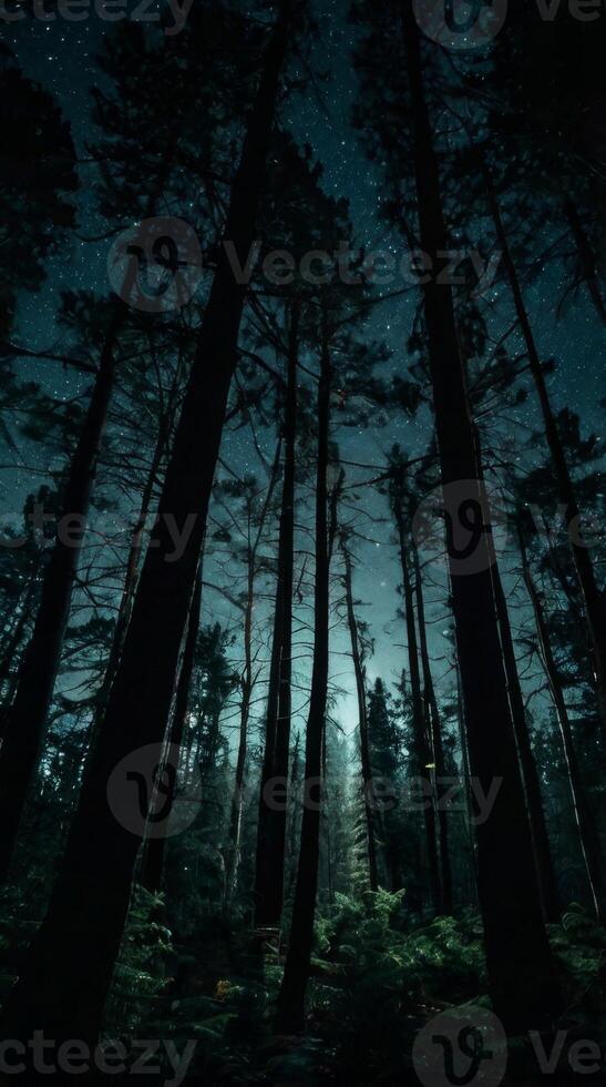 A dark forest with tall trees and stars photo