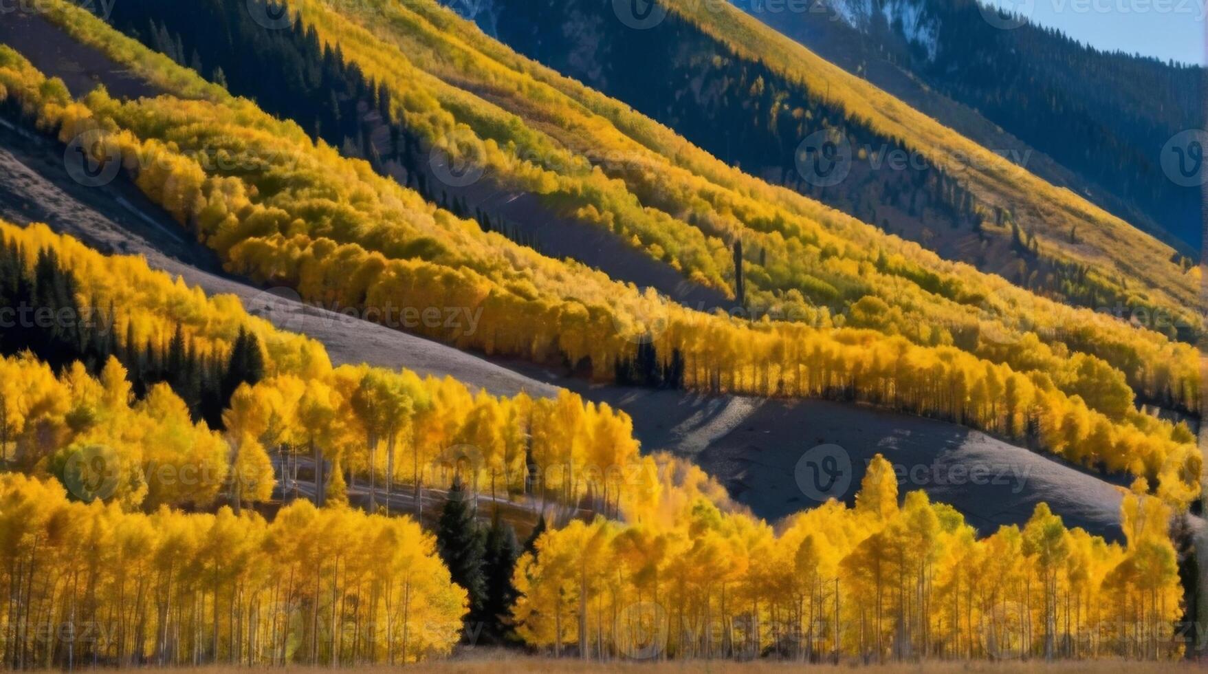 Aspen trees in autumn colorado photo