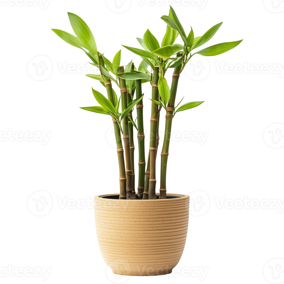 Bamboo Tree Pot Isolated on Clear Background, Perfect for Natural Lifestyle and Eco-Friendly Designs png