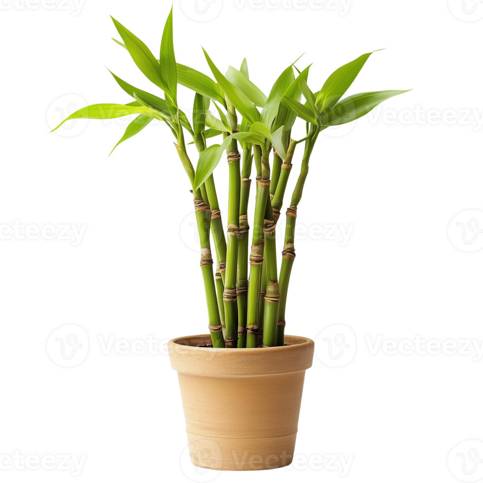 Transparent Bamboo Tree Pot, Perfect for Eco-Friendly Home Decor and Sustainable Designs png