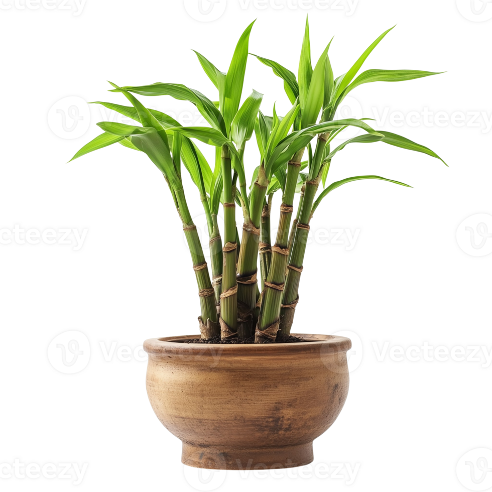 Bamboo Tree Pot Isolated on Transparent Background for Eco-Friendly and Natural Project Designs png