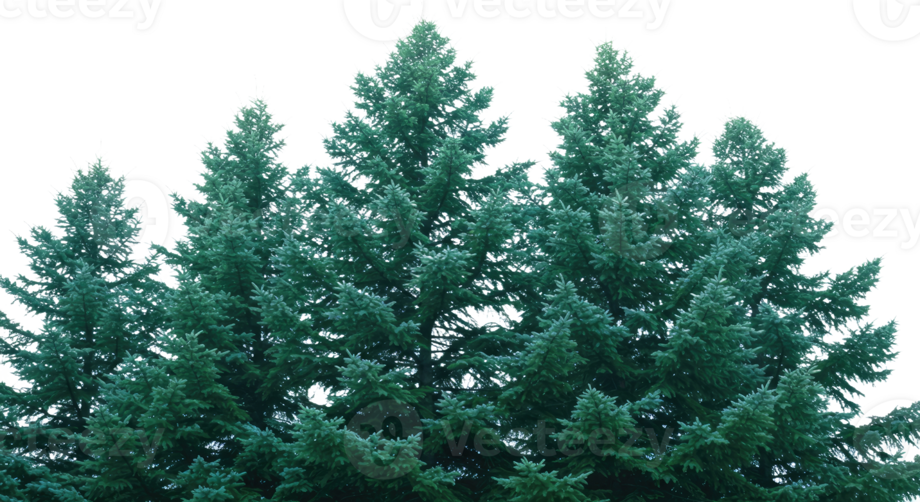 A group of evergreen trees in a field png