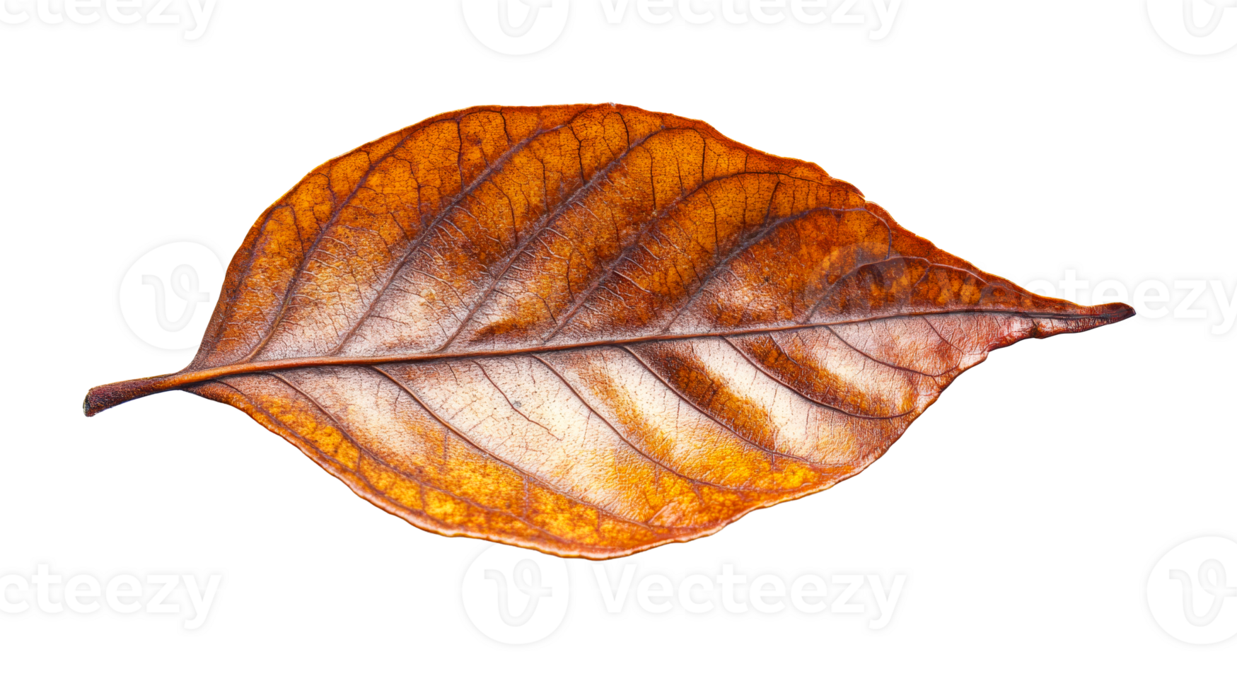 Dry leaf with intricate veins, texture, and autumnal color palette, cut out transparent png