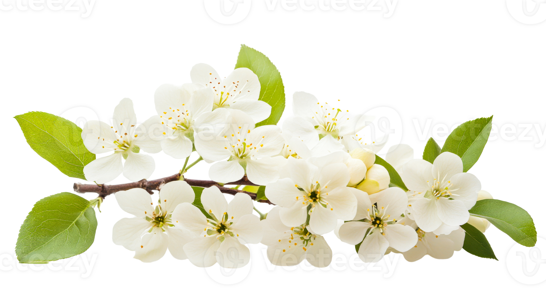Delicate apple blossom branch with white flowers, cut out transparent png