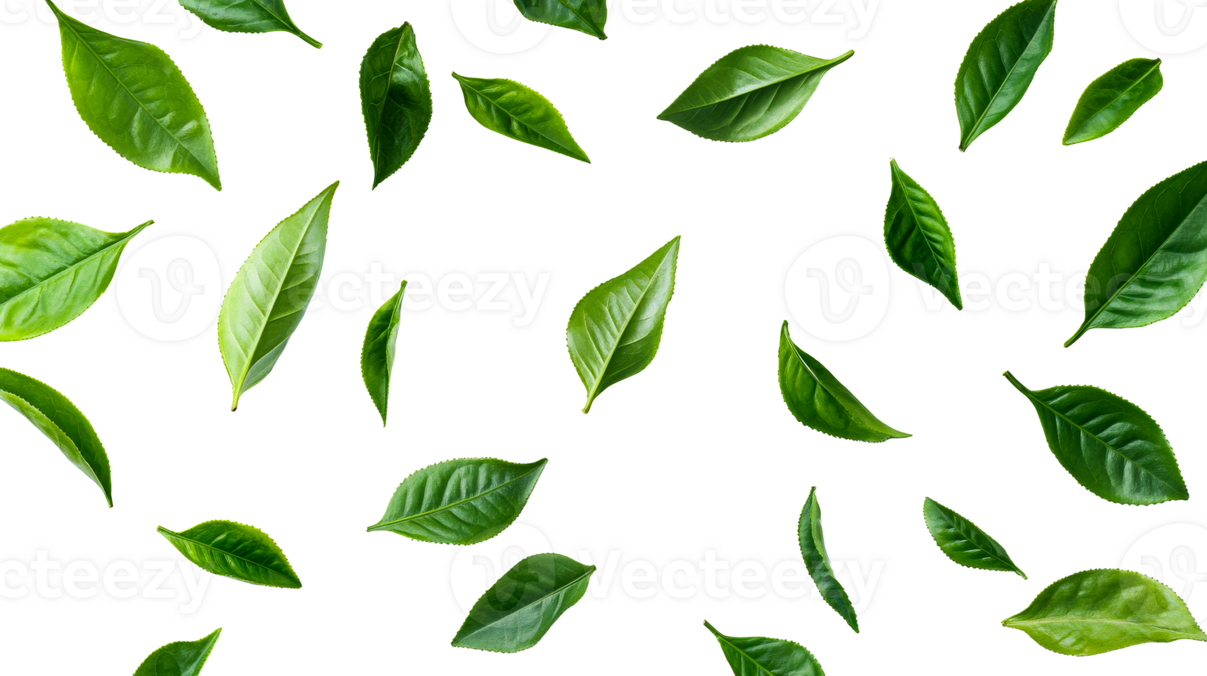 Green tea leaves pattern isolated against a black backdrop, cut out transparent png