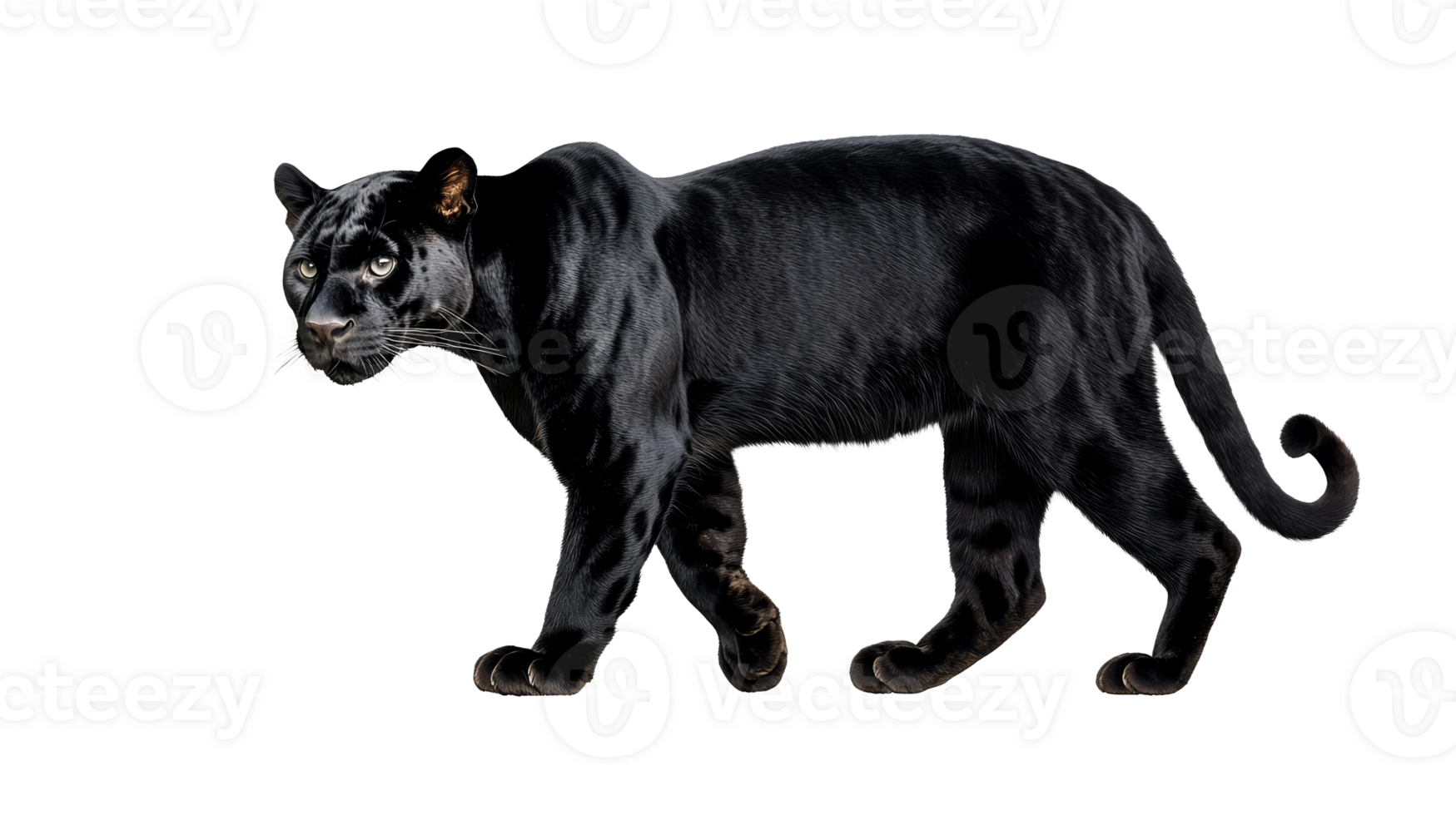 Majestic black panther strides with power, cut out transparent png