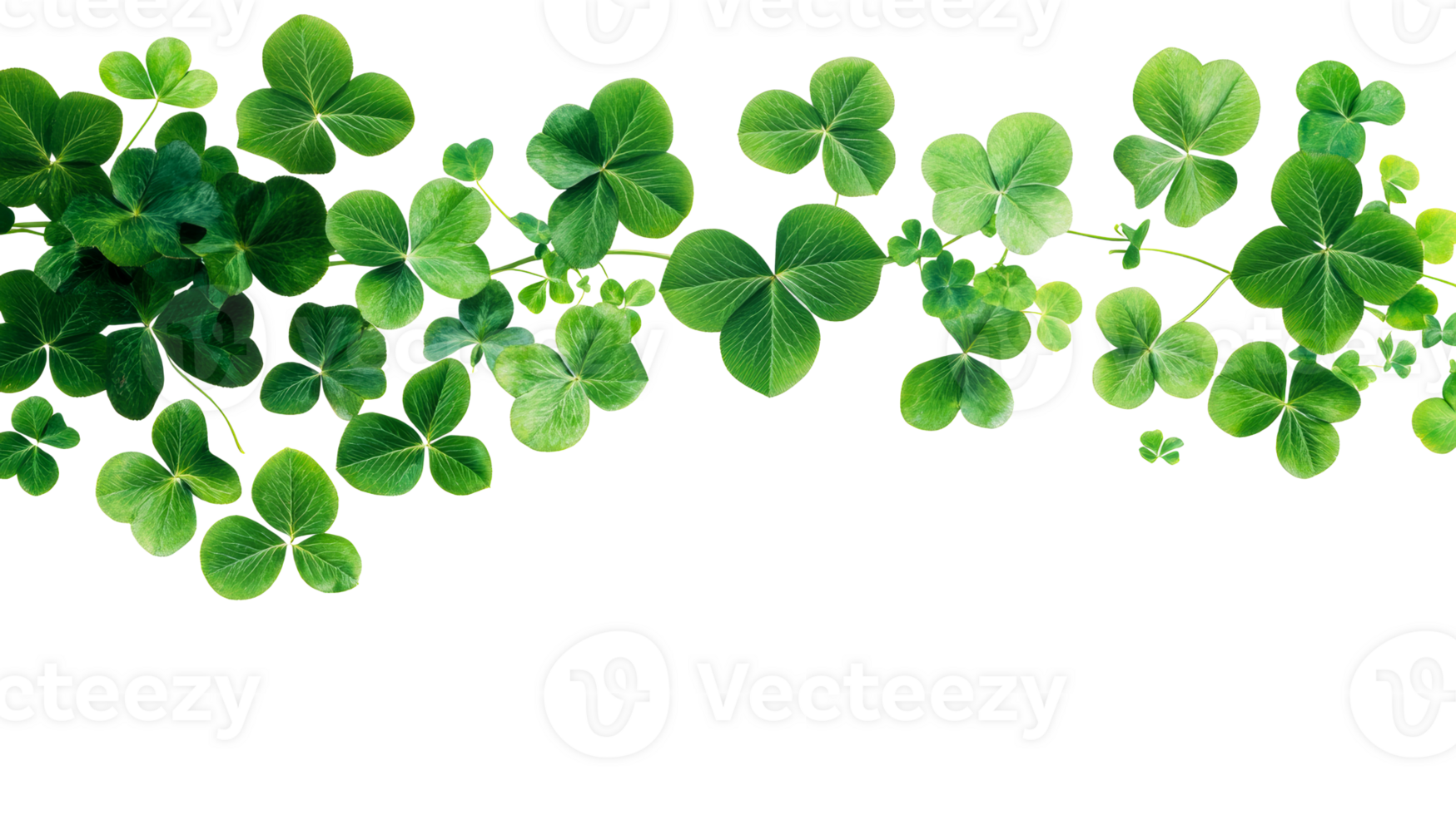 Clover shamrock background, leaves, black space, luck, cut out transparent png