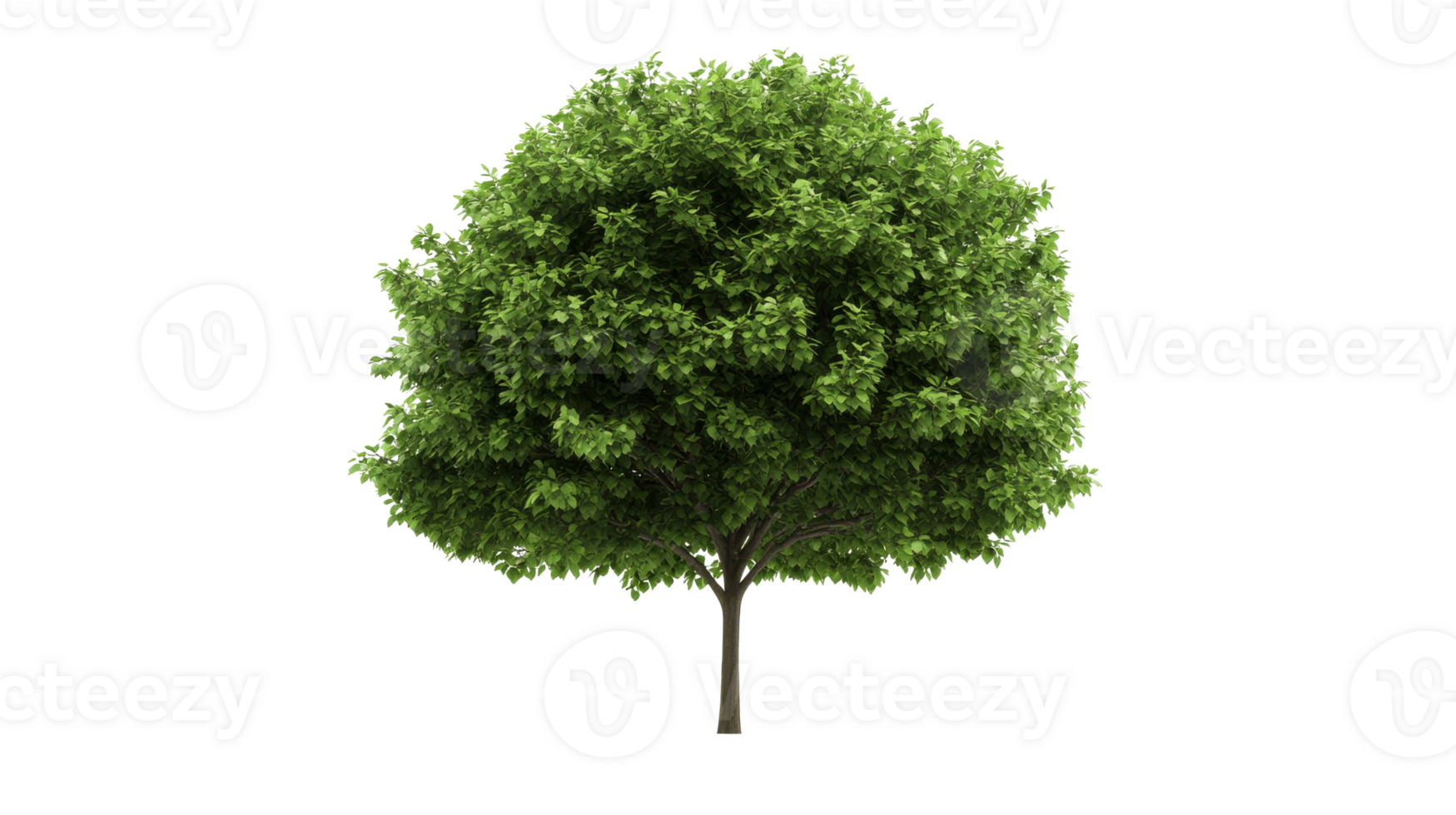 Deciduous tree with green leaves, isolated, transparent, cut out transparent png