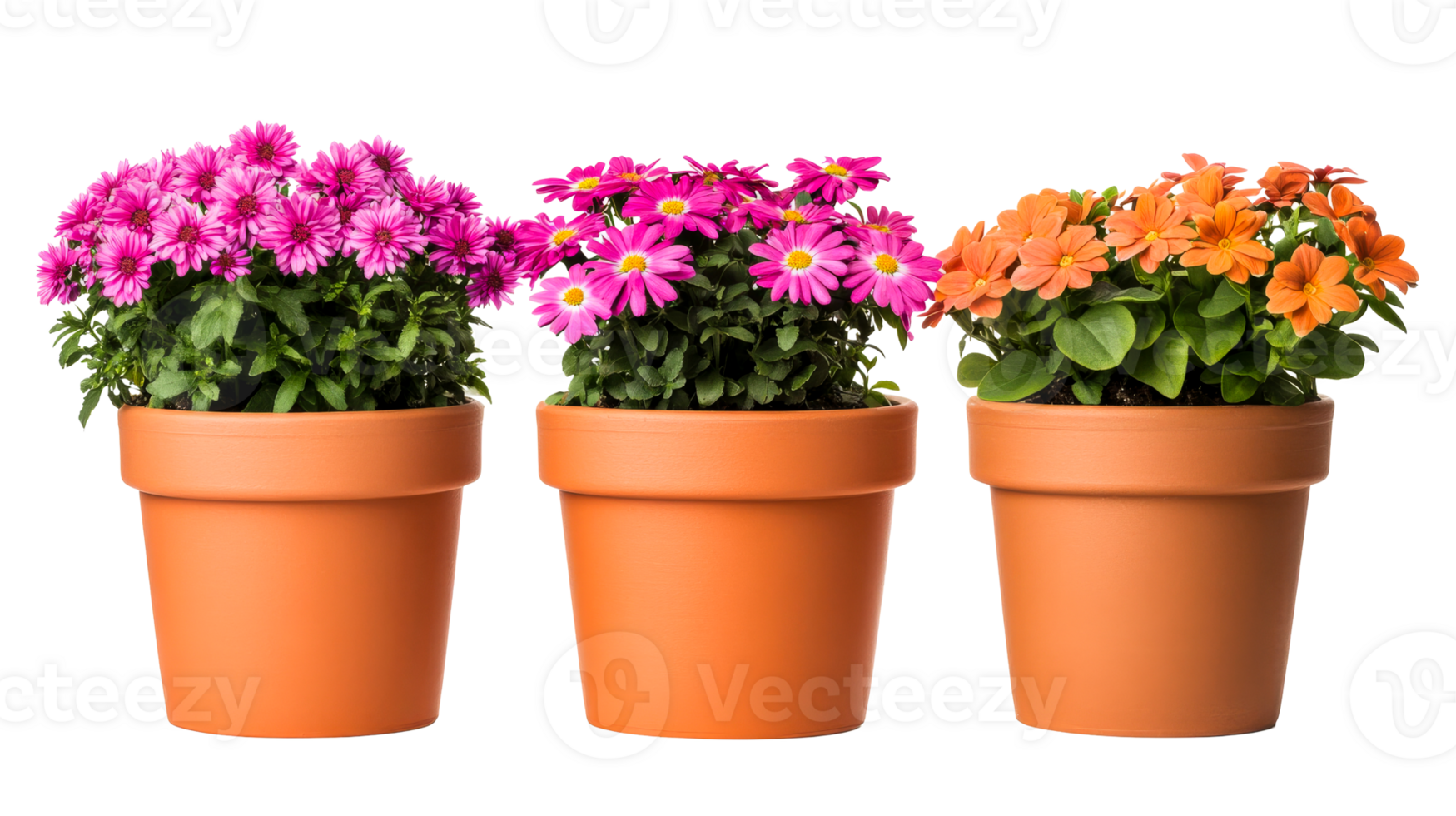 Three colorful flowers in terracotta pots, cut out transparent png
