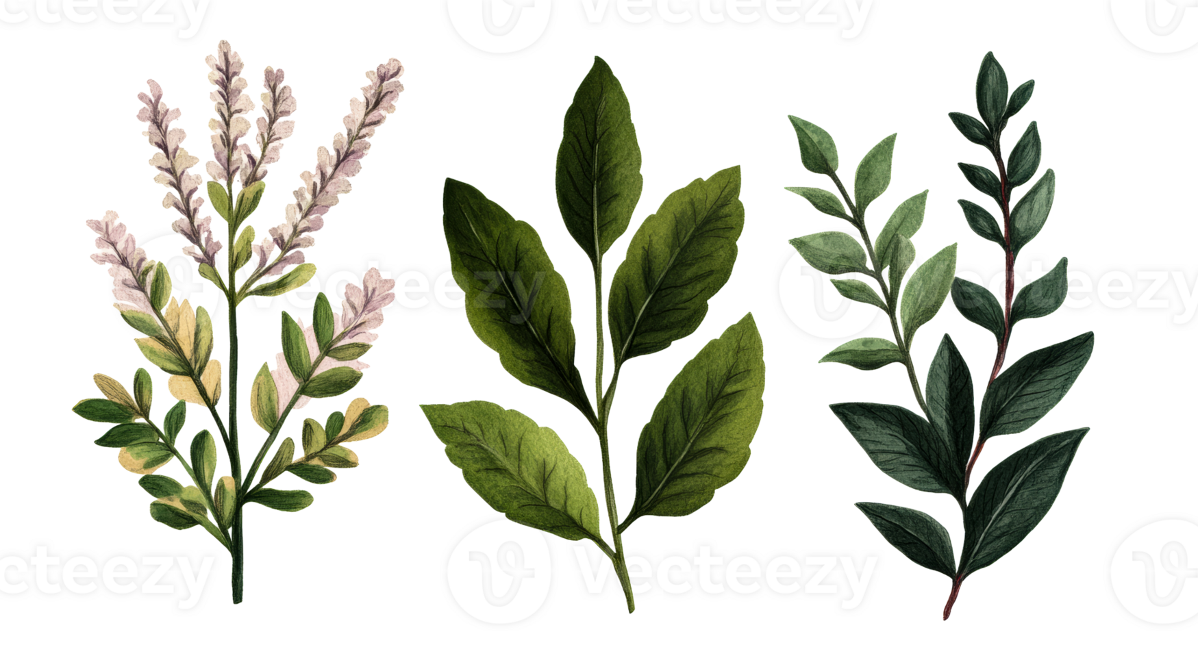 Three branches with green leaves and flowers, botanical illustration, cut out transparent png