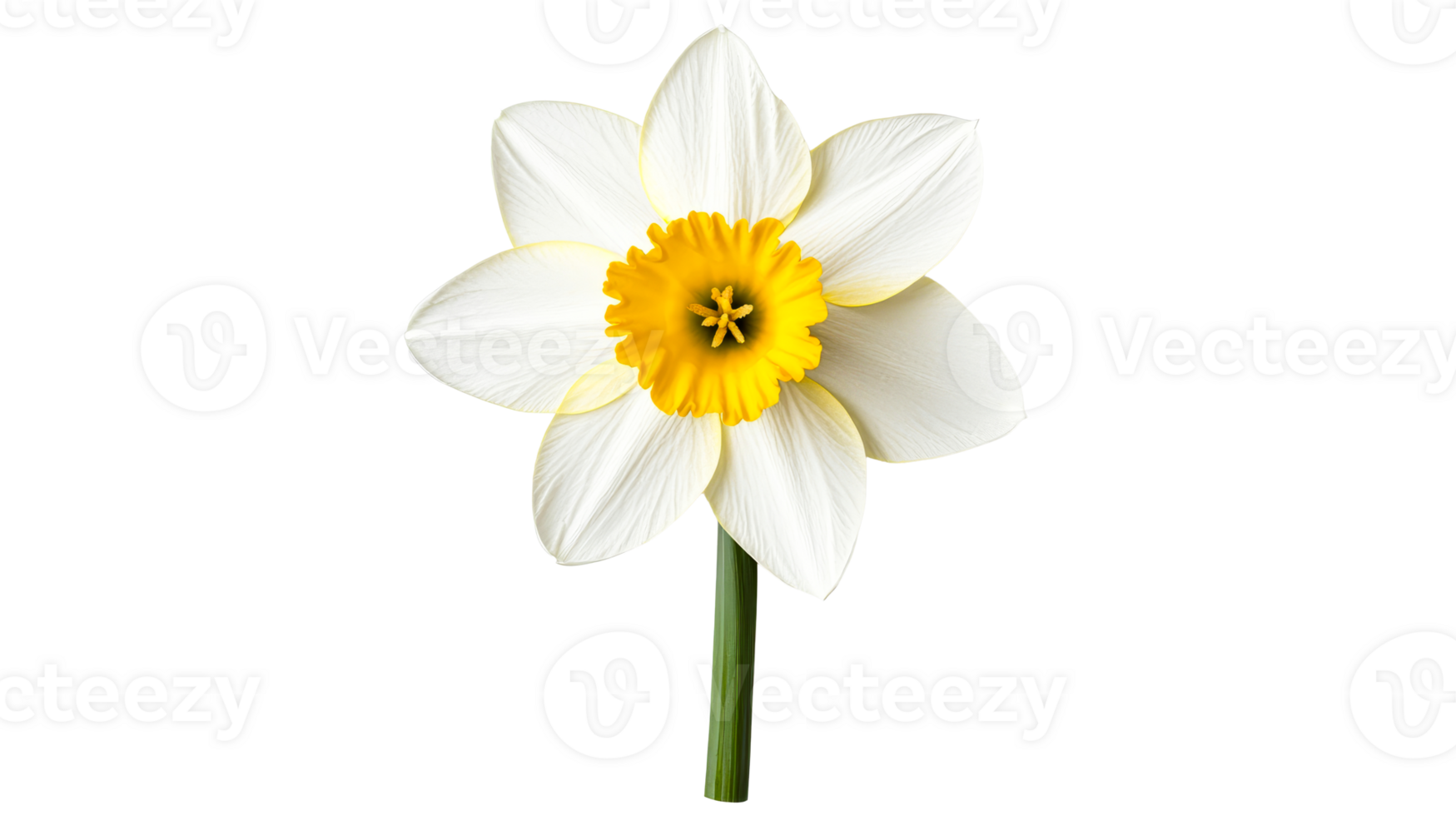 White daffodil with a yellow center on black background, cut out transparent png
