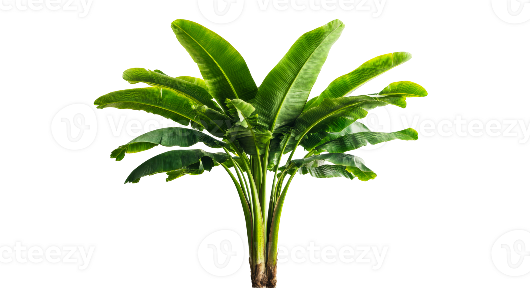 Lush banana tree isolated on black background, cut out transparent png