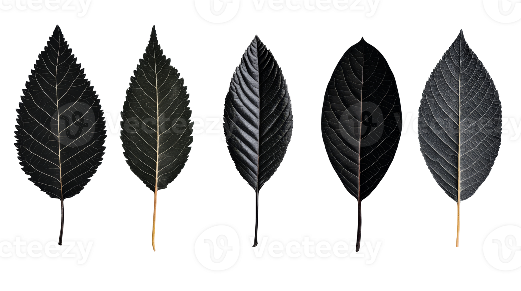Five dark leaves in different variations, botanical elements, cut out transparent png
