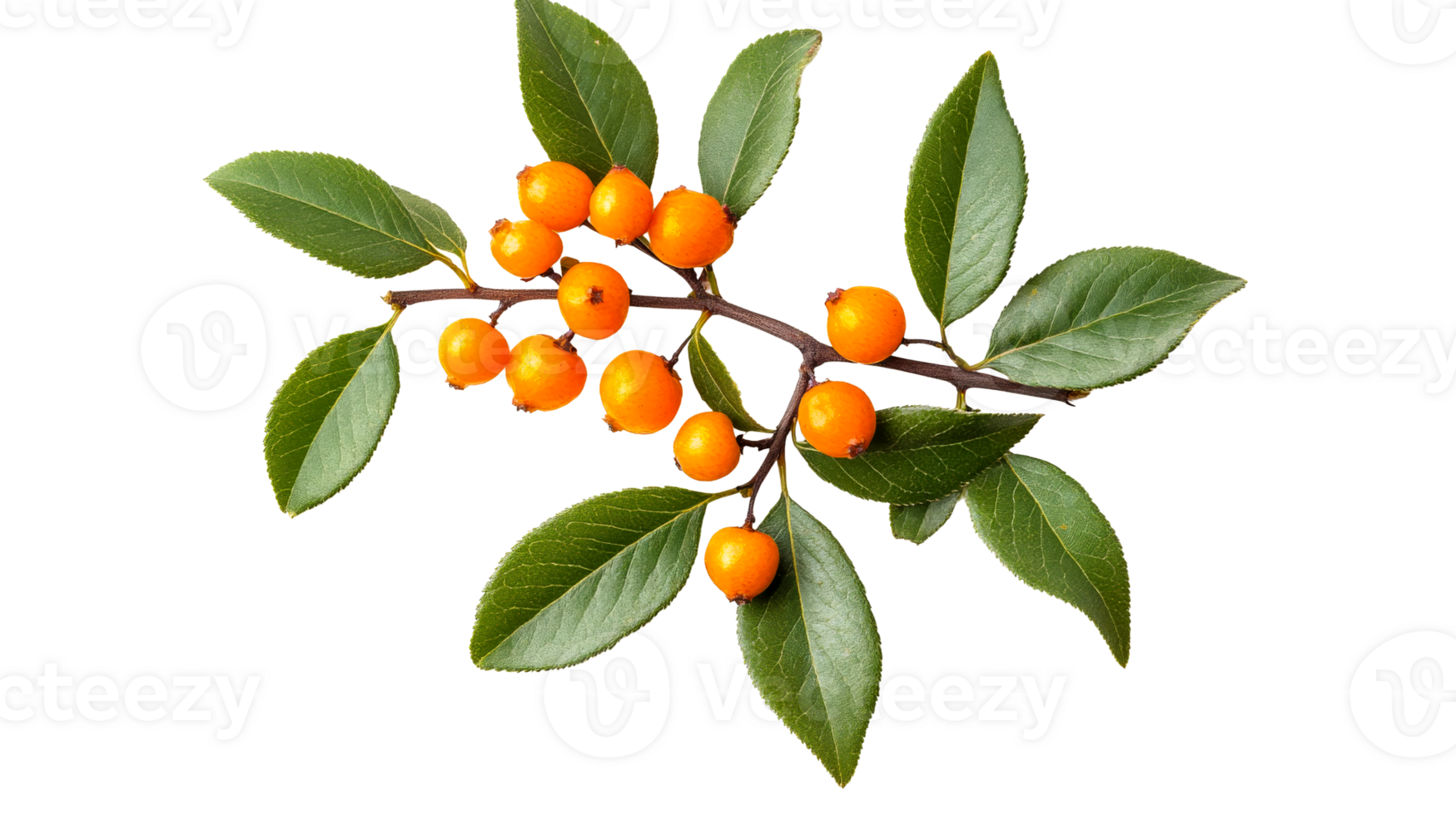 Firethorn berries branch with green leaves, cut out transparent png