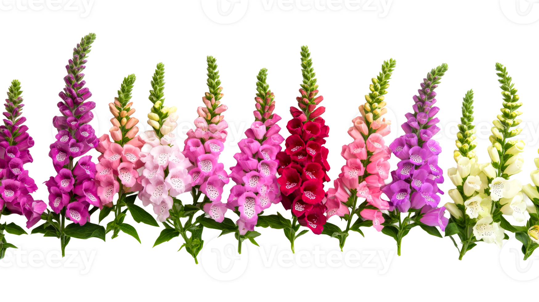 Foxgloves assorted colors, floral detail, studio shot, cut out transparent png