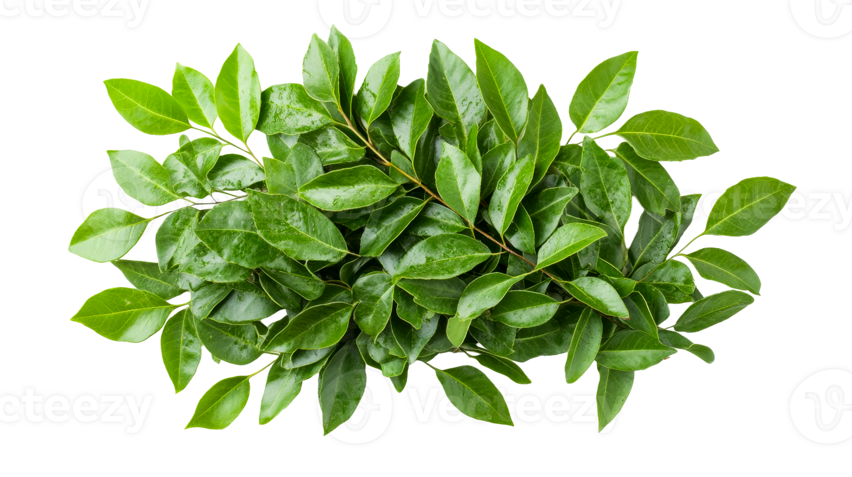 Green leaves background with water droplets, fresh foliage , cut out transparent png