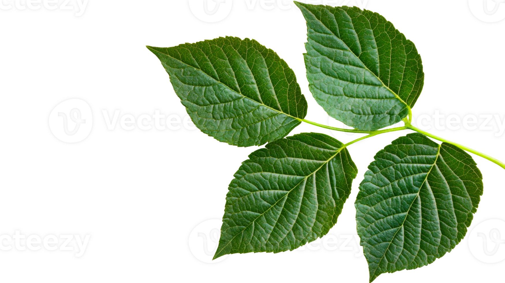 Hydrangea leaves with intricate veins and black background, cut out transparent png