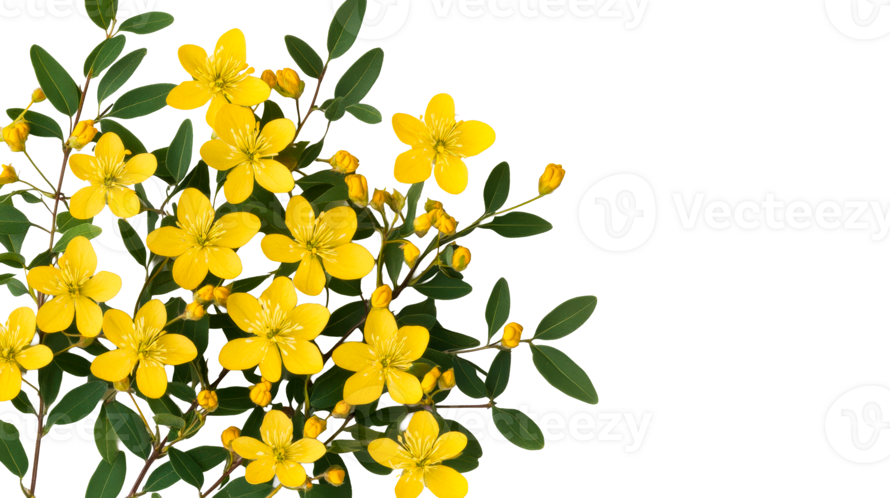 St. John's Wort blossom, yellow Hypericum flowers and leaves, cut out transparent png