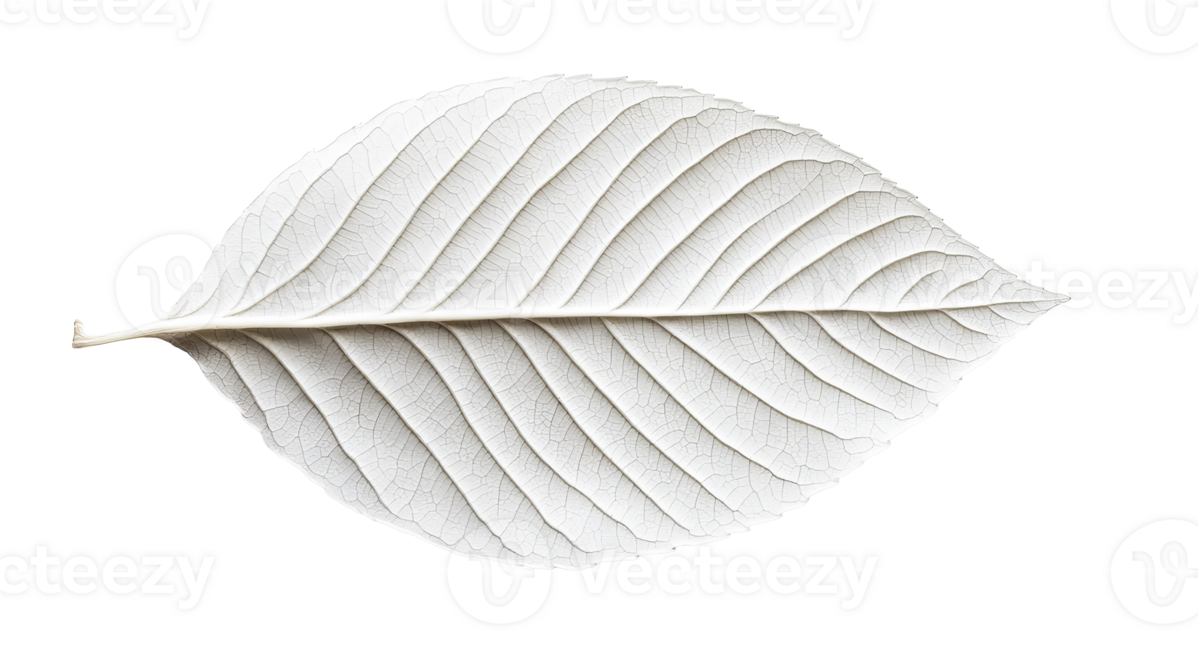 White leaf with intricate venation on black background, cut out transparent png