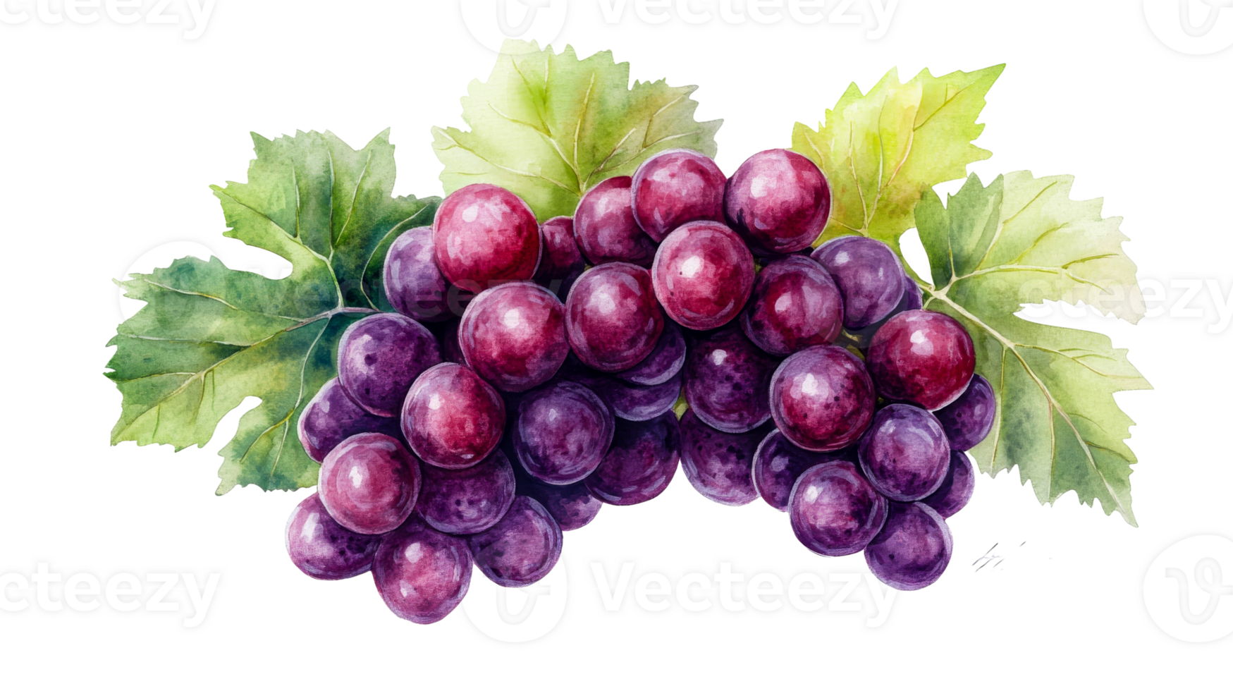 Watercolor illustration grapes with leaves, ripe fruits, cut out transparent png