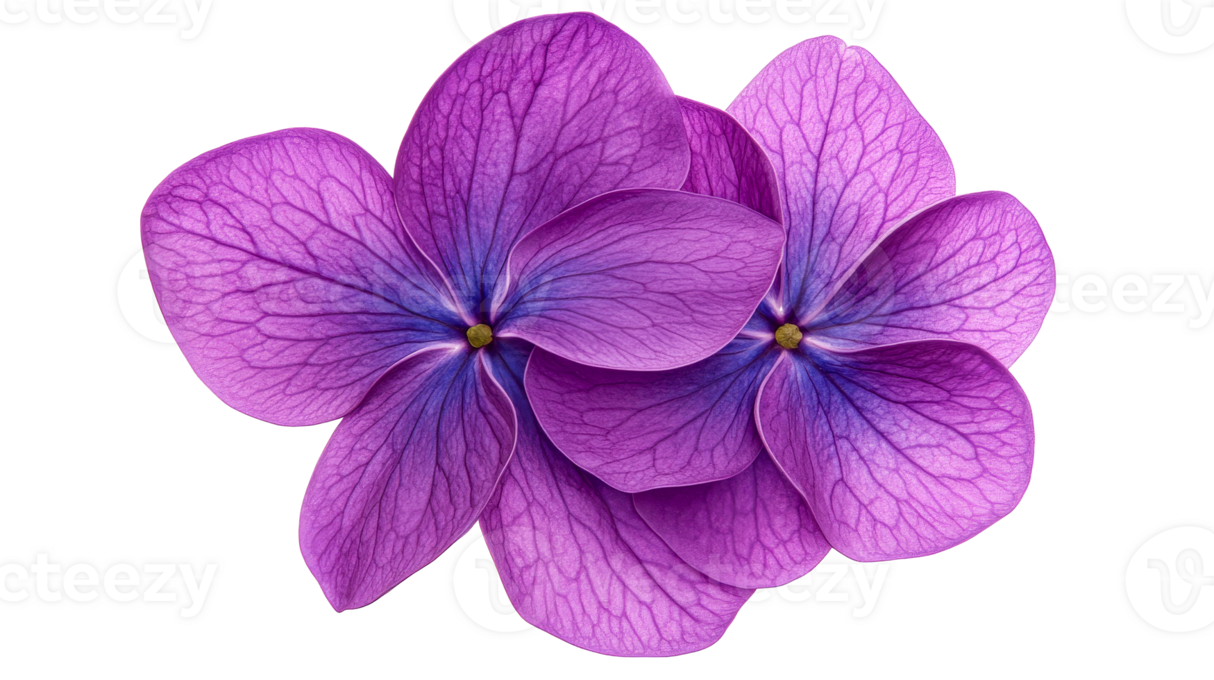 Purple hydrangea with intricate petal textures, floral beauty, cut out transparent png