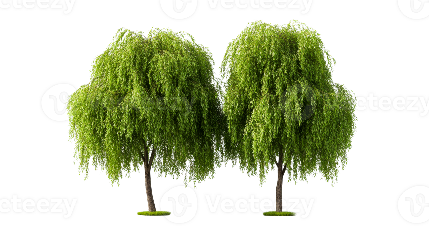 Weeping Willows in a Landscape, greenery, foliage, plant, nature, cut out transparent png
