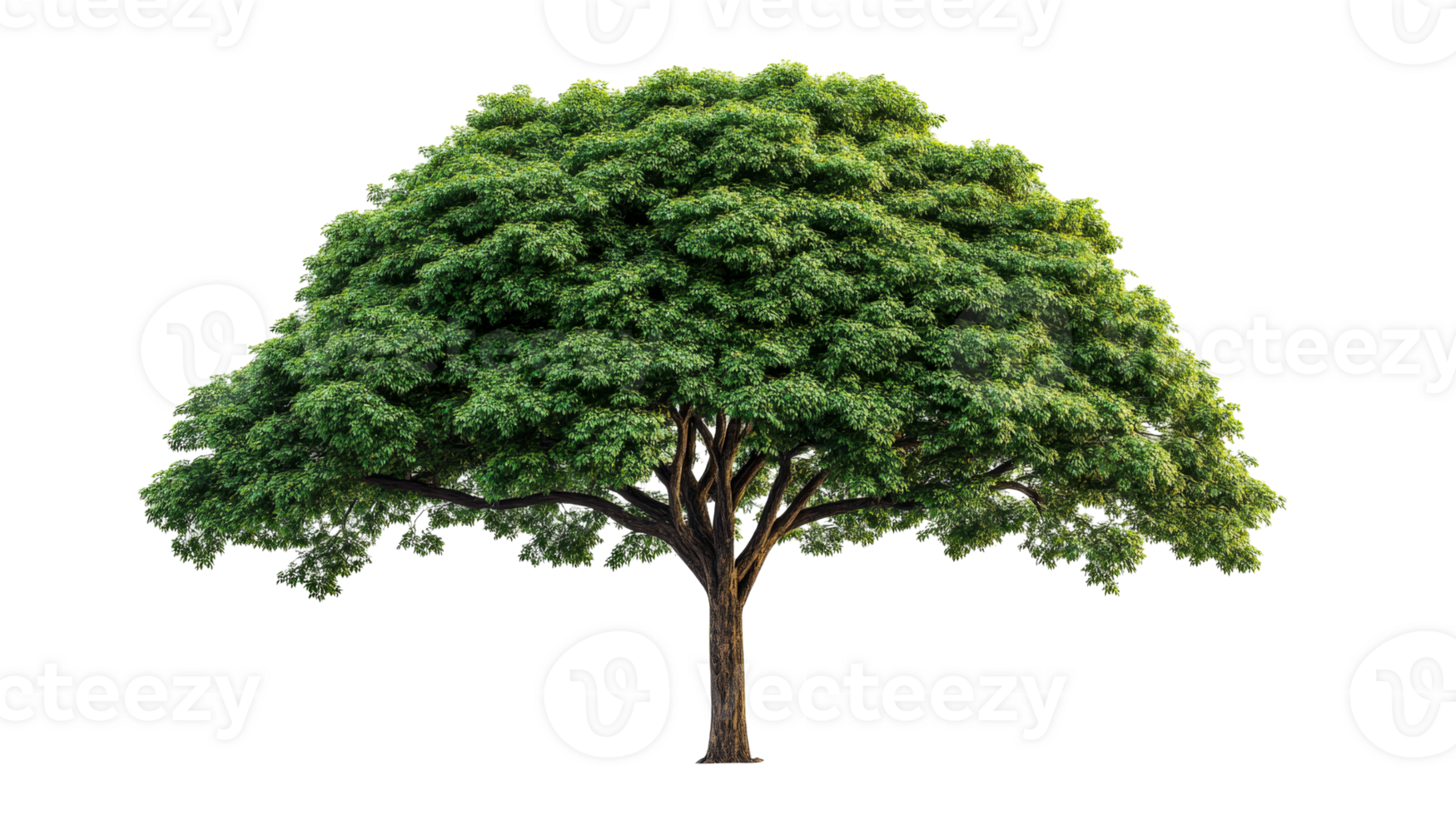 Large leafy tree with a thick trunk and branches, cut out transparent png