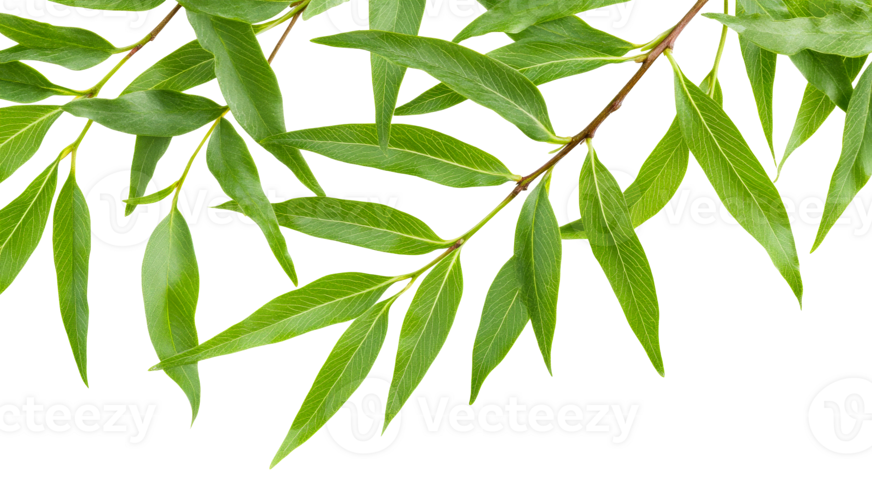 Green willow tree branch with foliage, leafage, cut out transparent png