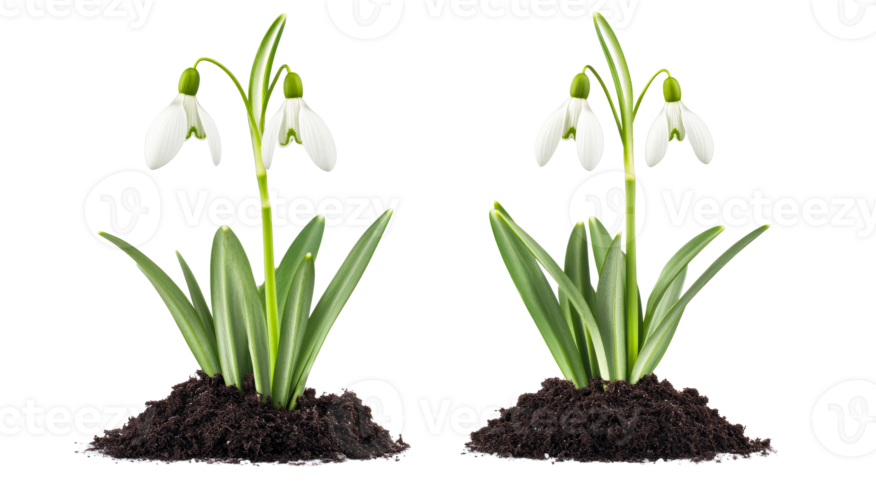 Two snowdrop flowers, galanthus nivalis, in soil, isolated, cut out transparent png