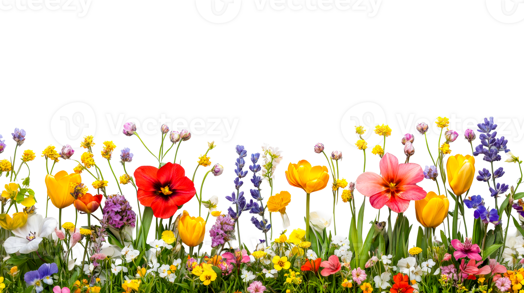 Spring bloom meadow with colorful flowers, garden, isolated, cut out transparent png