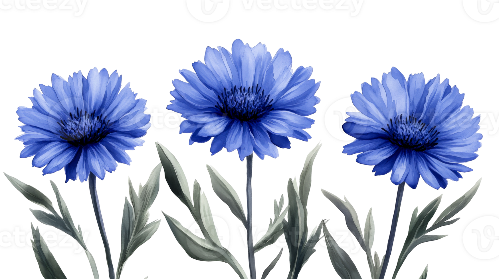 Blue cornflower flowers arrangement, botanical illustration, cut out transparent png