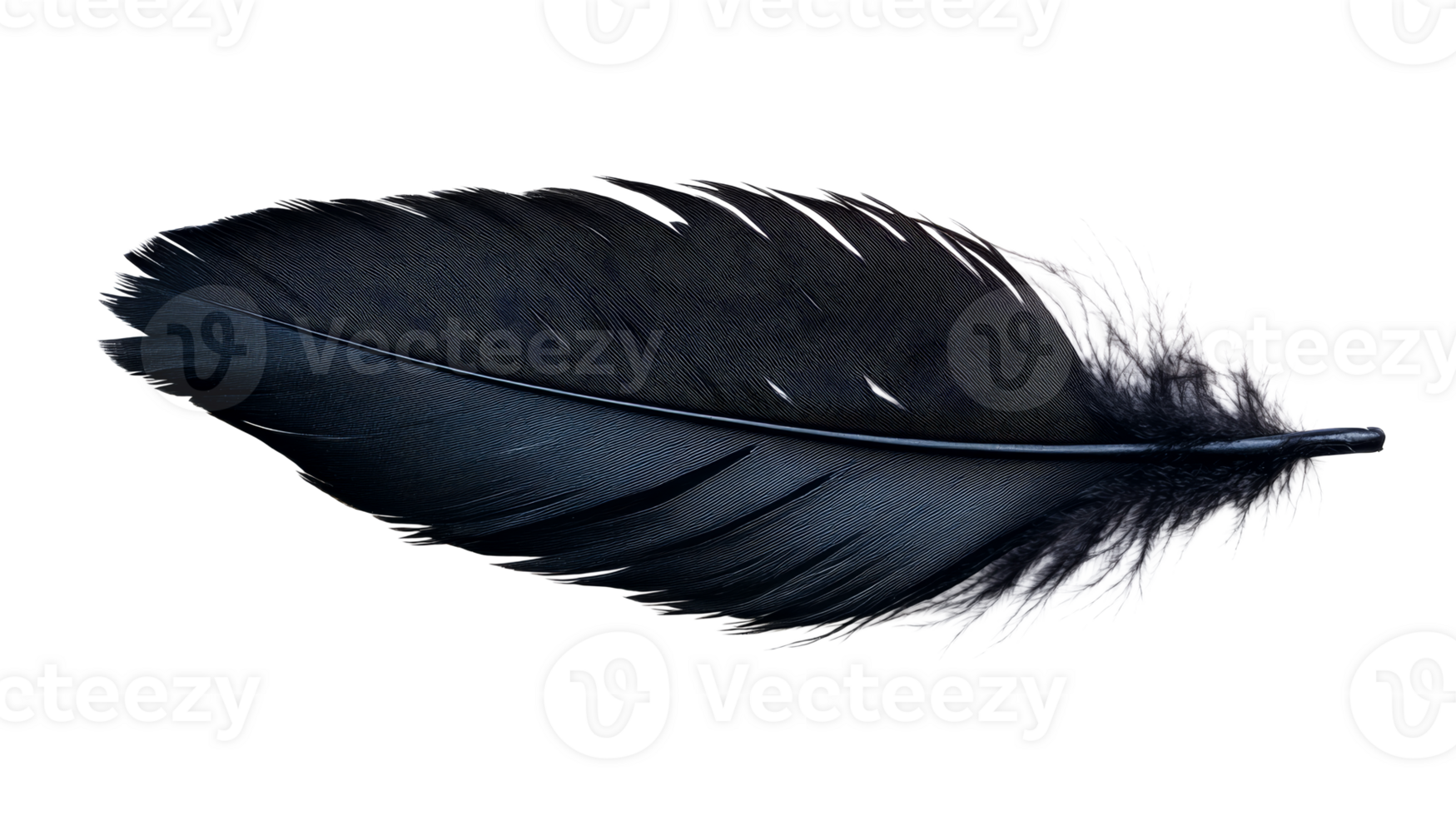 Dark feather close-up isolated on black background, cut out transparent png