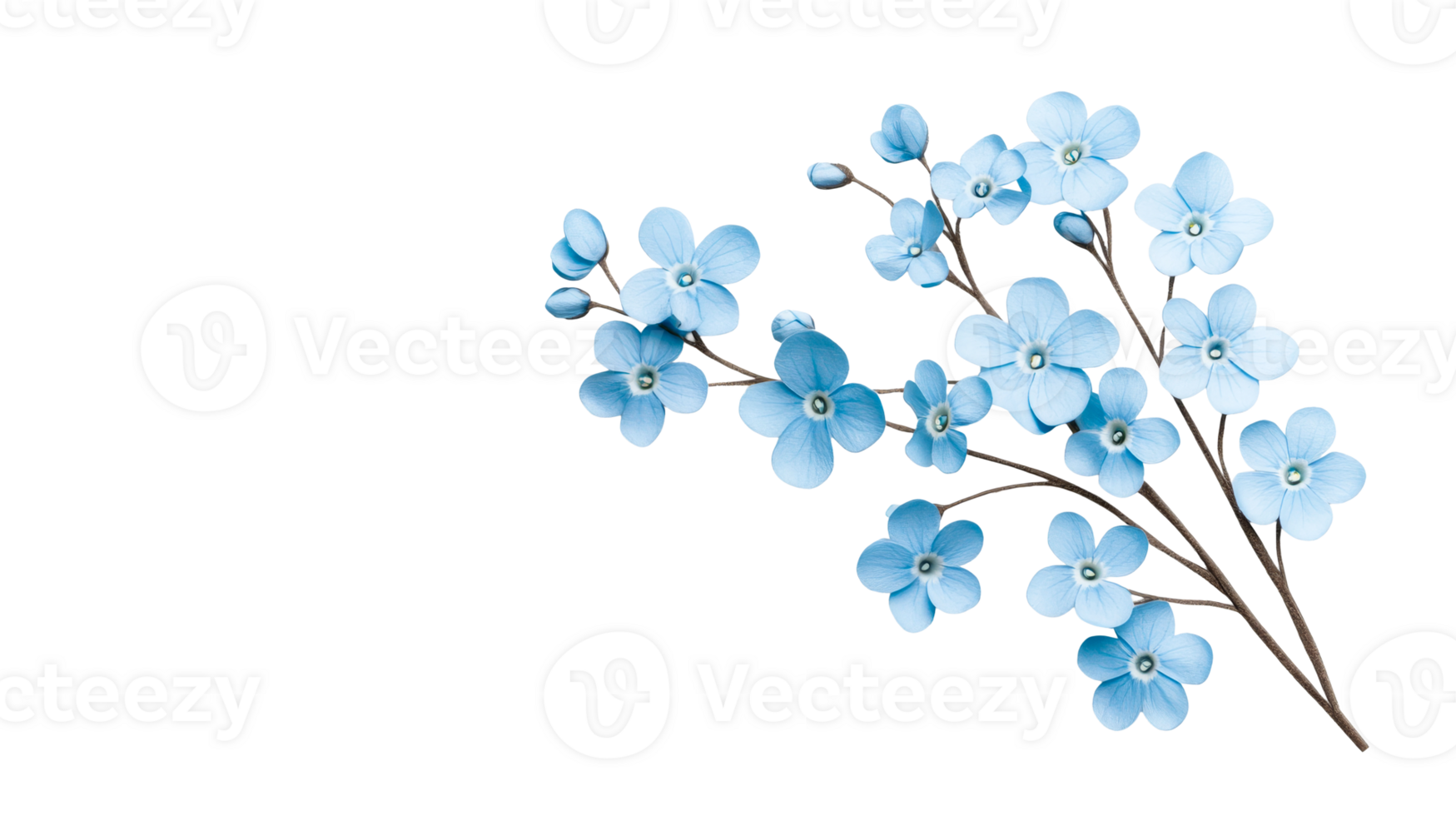 Delicate blue forget-me-nots on branch arrangement, floral background, cut out transparent png