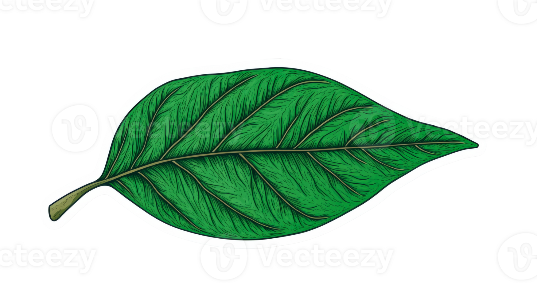 Detailed green leaf illustration with veins, isolated , cut out transparent png