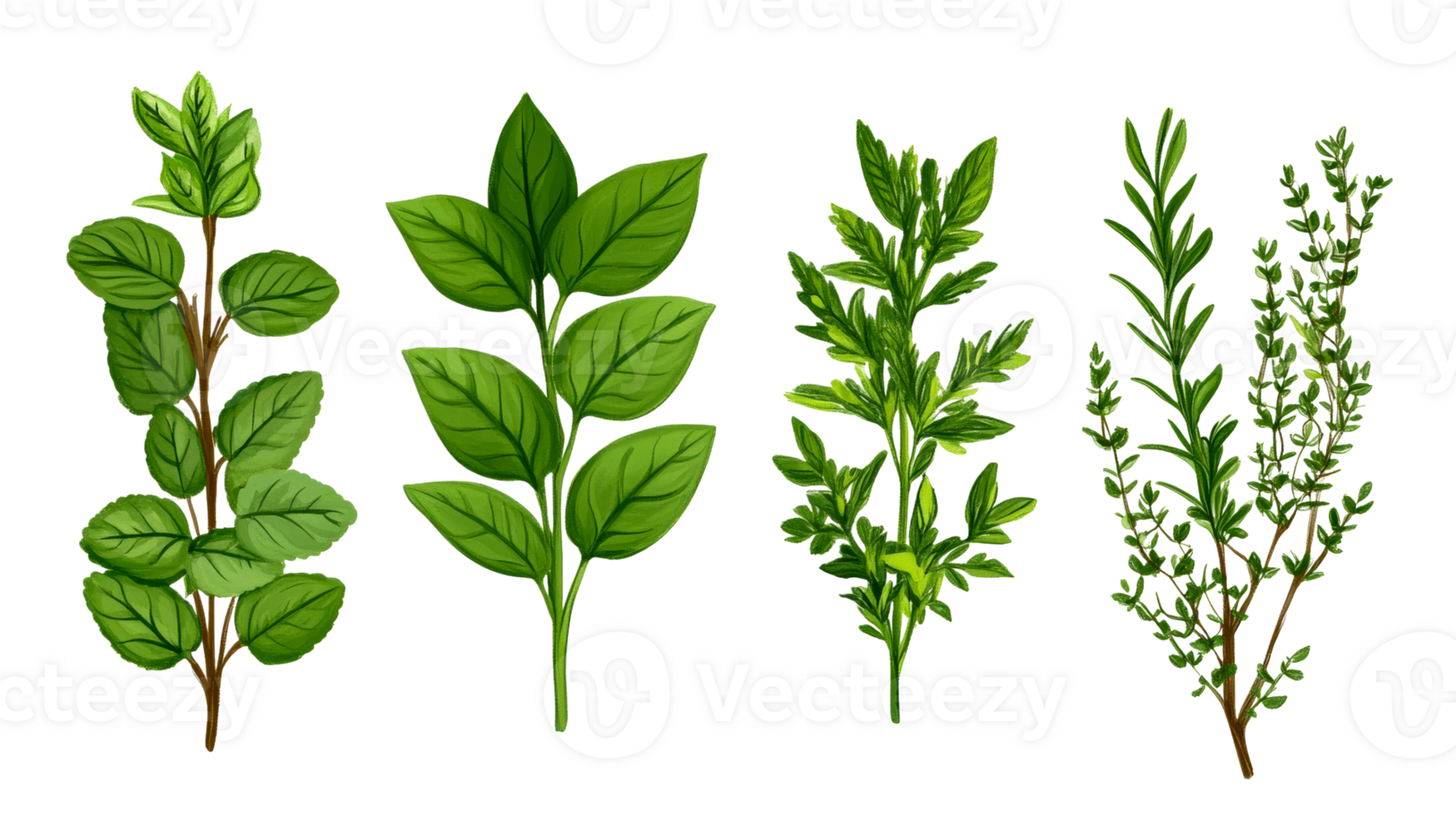 Herbs arrangement, seasoning ingredients, cooking, cut out transparent png