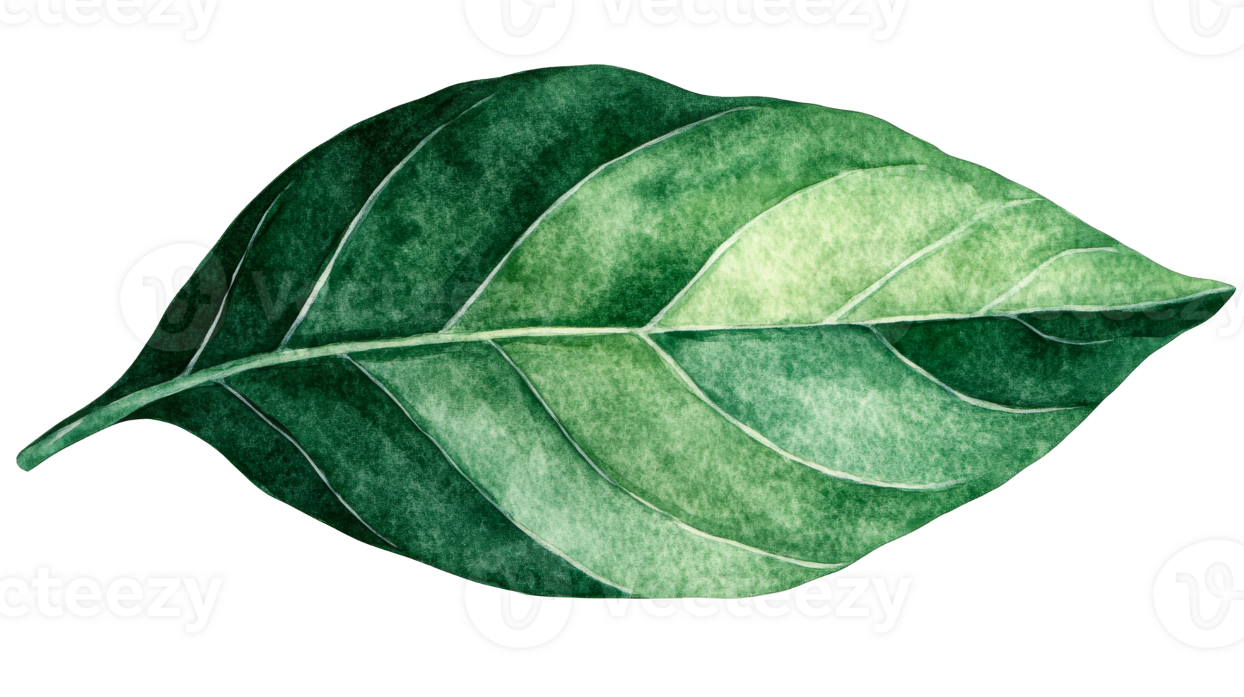 Leaf illustration watercolor drawing, natural green plant , cut out transparent png
