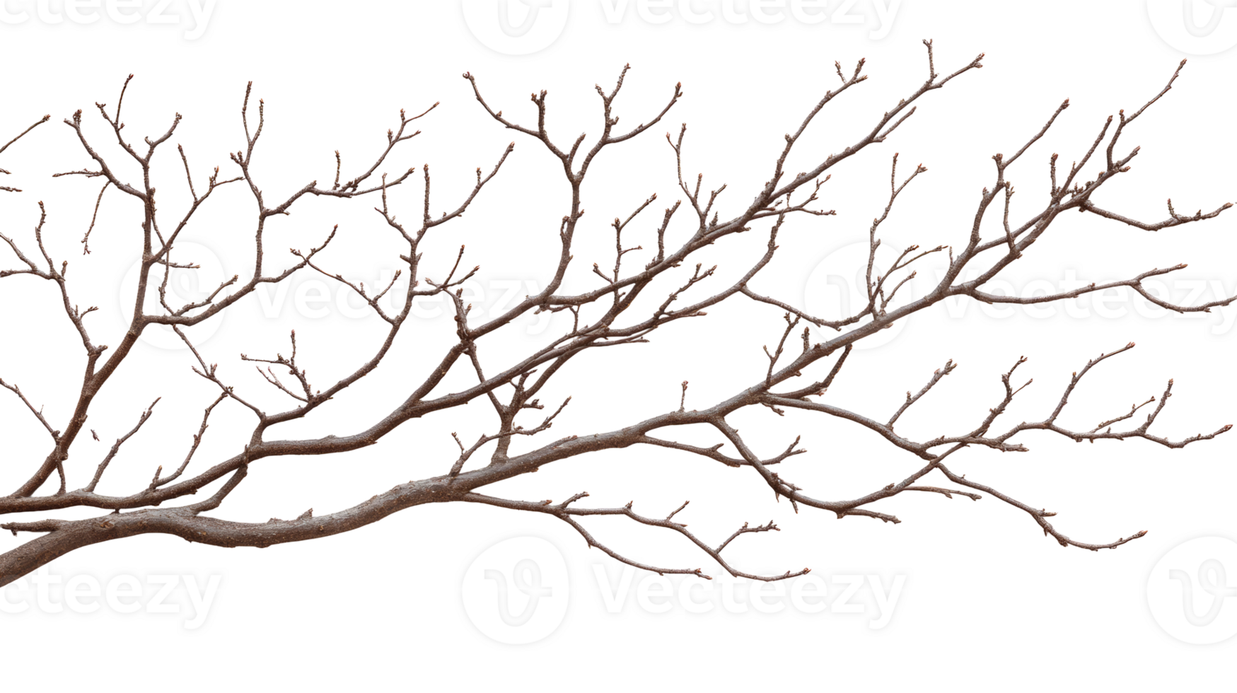 Tree branch with buds isolated on black background, cut out transparent png