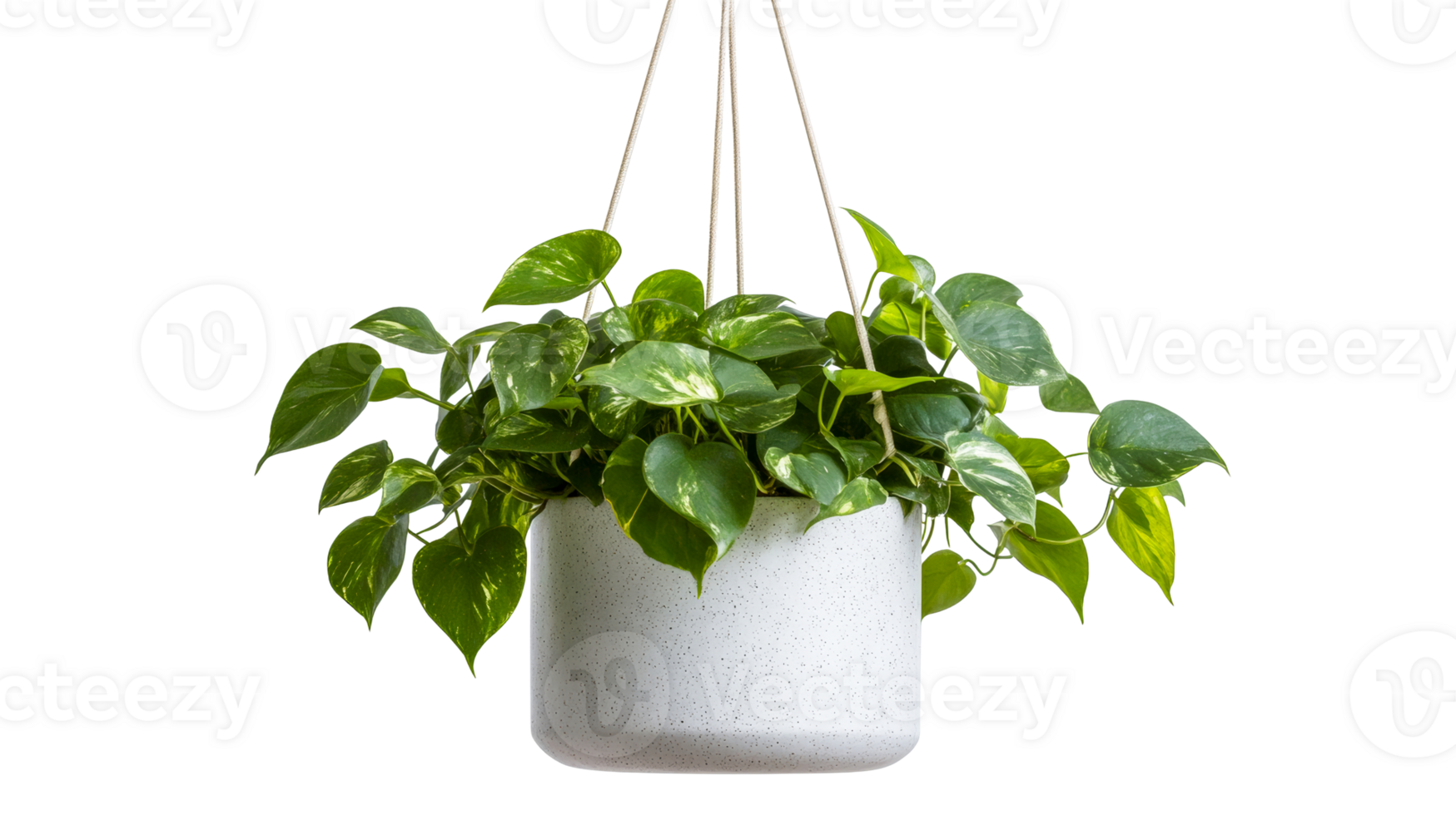 Hanging pothos plant in pot, isolated ,cut out transparent png