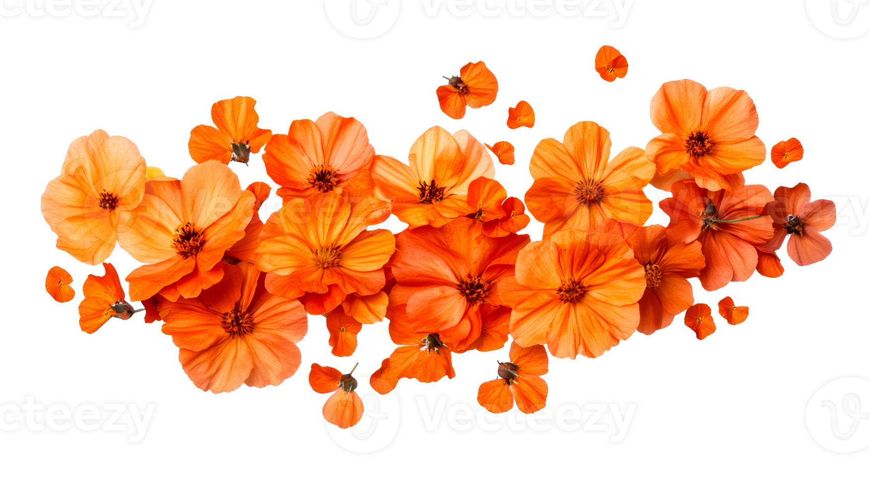 Floral arrangement with bright orange flowers, bloom, cut out transparent png