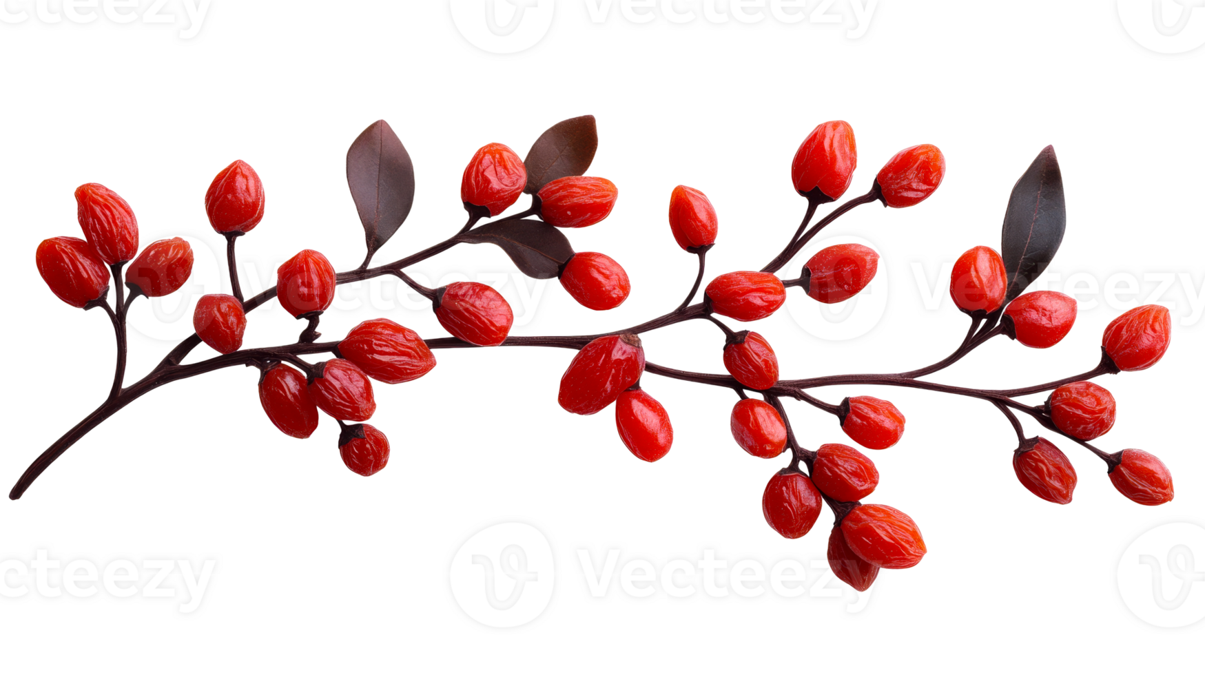 Branch with red berries and leaves, detailed botany object, cut out transparent png