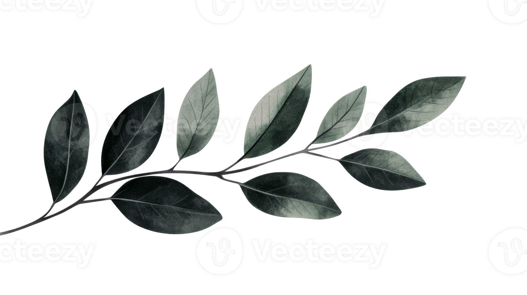 Green leaves on a branch against a black background, cut out transparent png