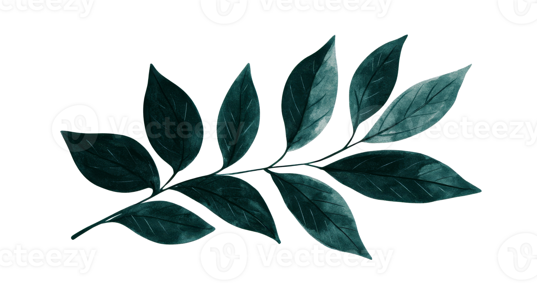 Dark Green Leaves on Stem, Moody Illustration, cut out transparent png