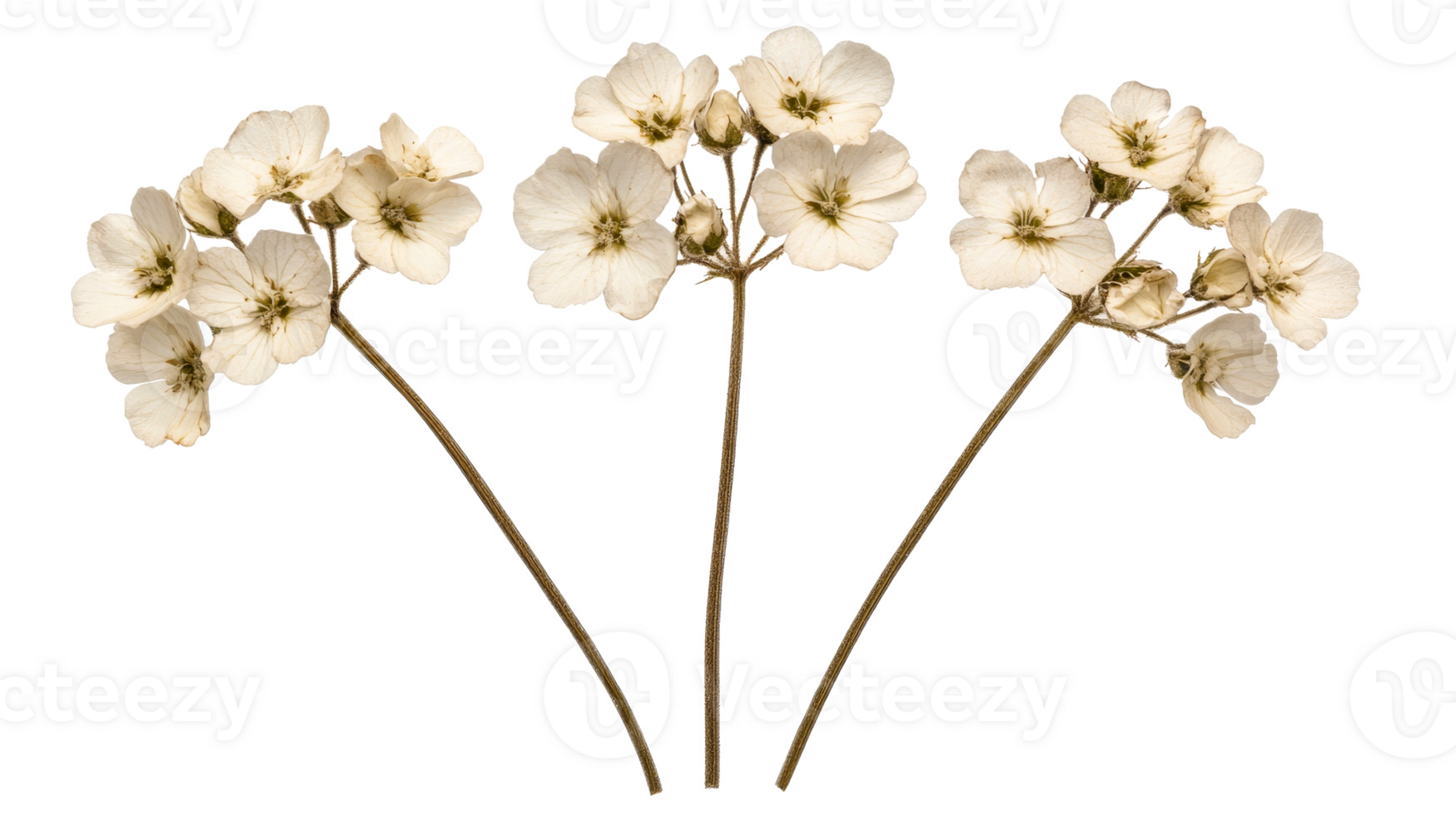 Sprigs of dried geranium flowers with delicate petals, cut out transparent png