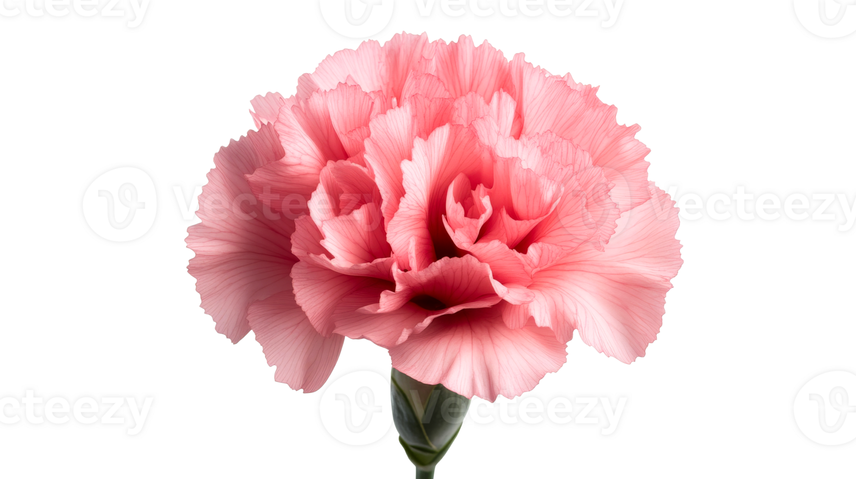 Pink carnation flower isolated on black background, close up, cut out transparent png