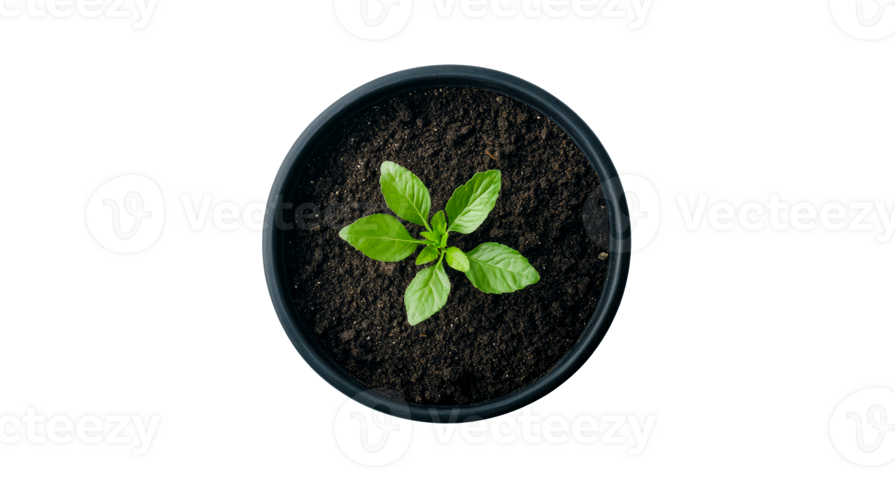 Plant growing in black pot with rich soil from above, cut out transparent png