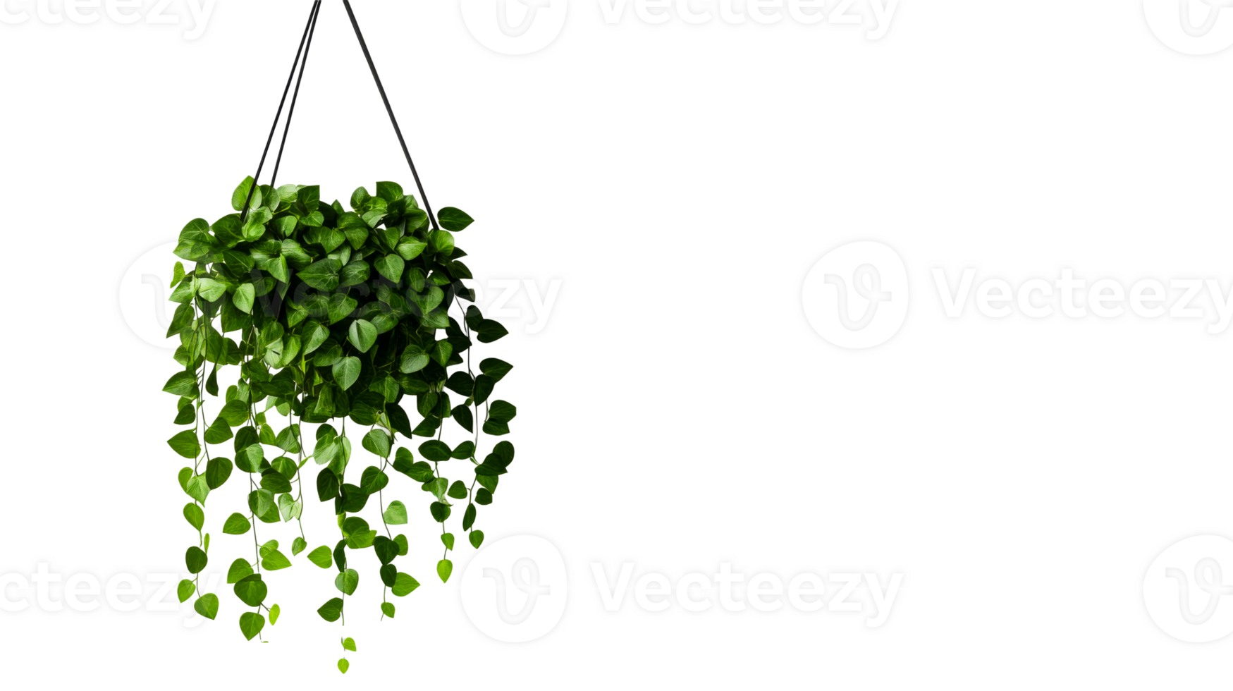 Hanging green pothos plant with vines in black background, cut out transparent png