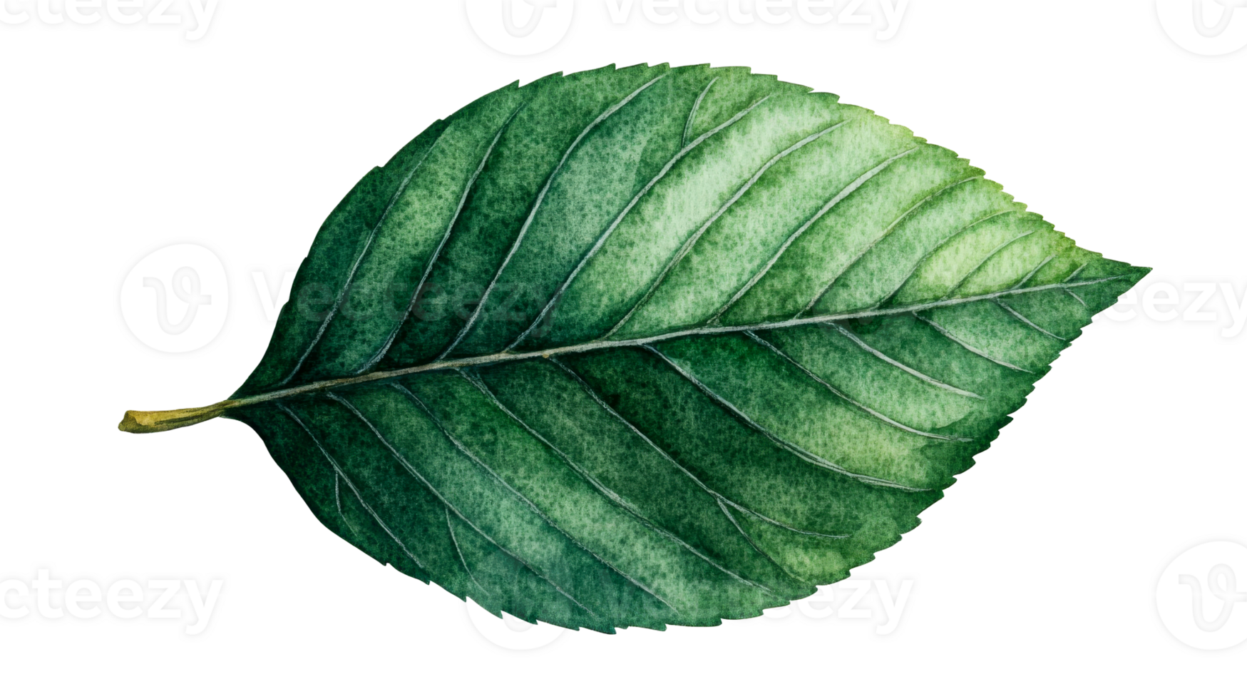Green leaf isolated watercolor illustration, leaf veins structure, cut out transparent png