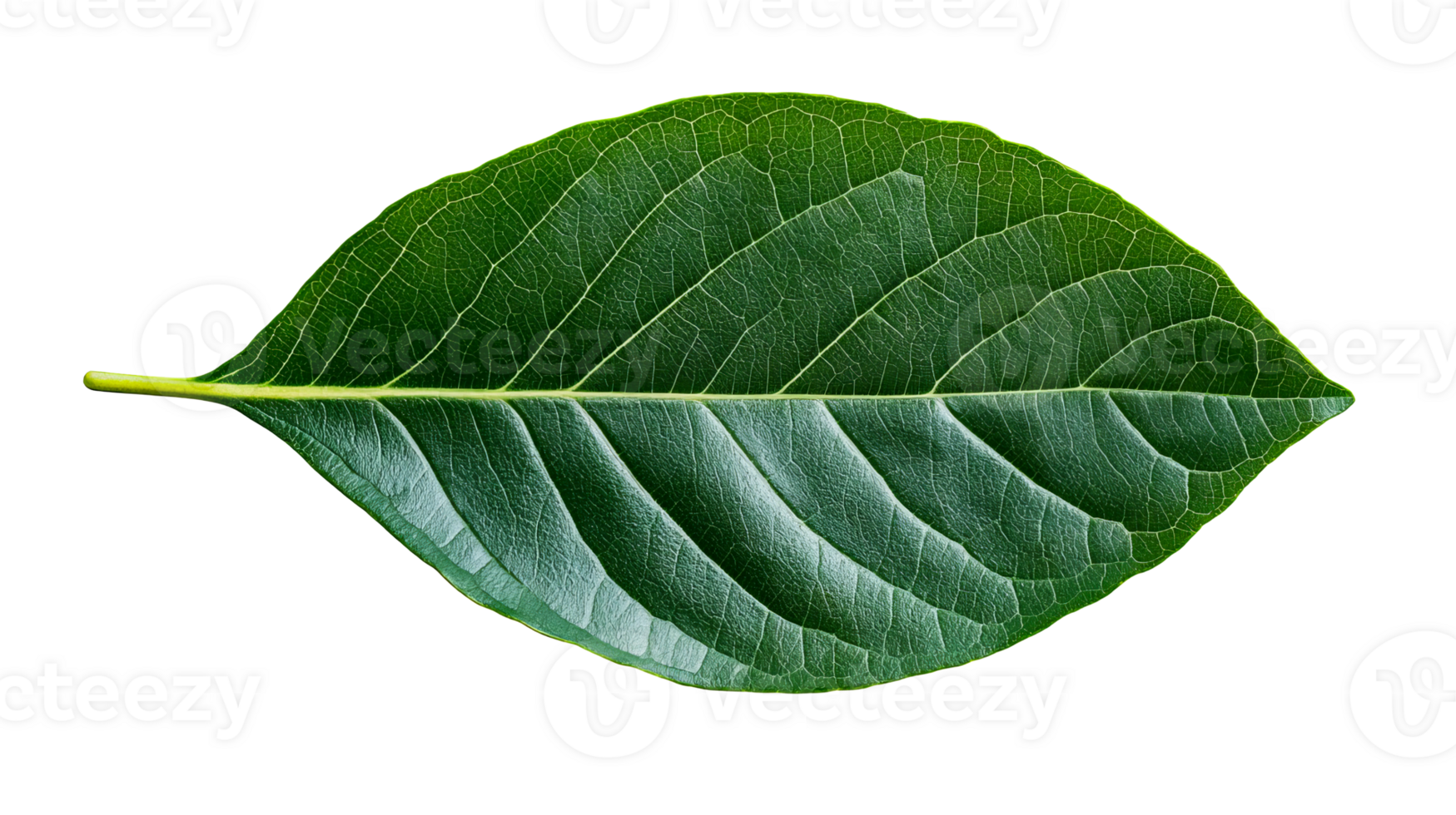 Close up of a vibrant green leaf with detailed veins, cut out transparent png